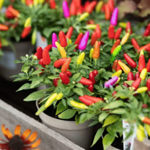 ১ প্যাকেট - পানি রঙিন মরিচ (Ornamental Chilli)