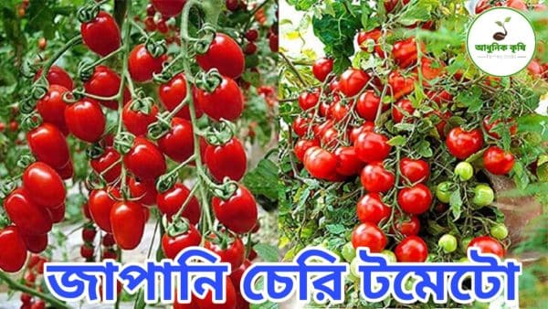 চেরি টমেটো বীজ