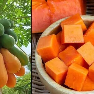 বামন পেঁপে ফলের বীজ ২ প্যাকেটের মূল্য