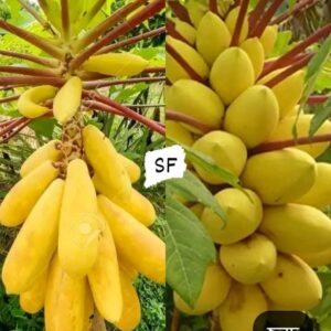 পেঁপে ফলের বীজ ২ প্যাকেটের মূল্য ৭৫০