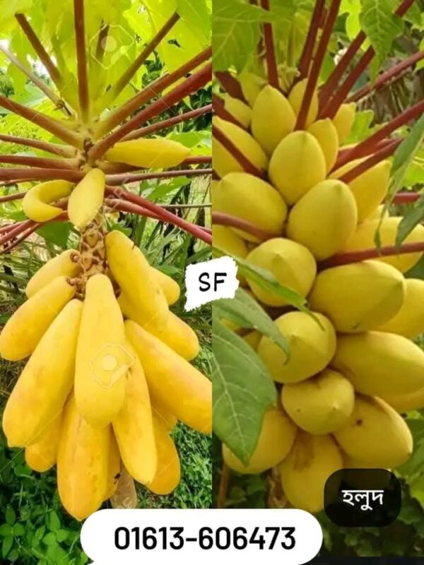 পেঁপে ফলের বীজ ২ প্যাকেটের মূল্য ৭৫০