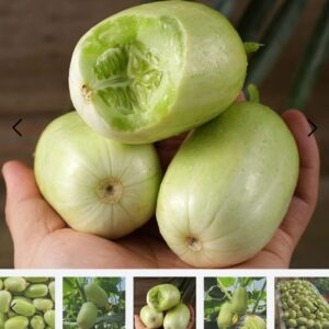 ২ প্যাকেট সাদা শসা বীজ
