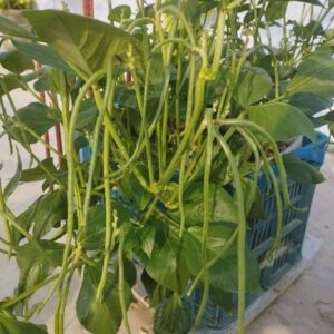 ১ প্যাকেট খাটো বরবটি S