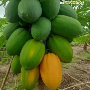 ৩ রকম পেপে বীজ কম্বো ( লাল,  হলুদ,  সবুজ পেঁপে বীজ )