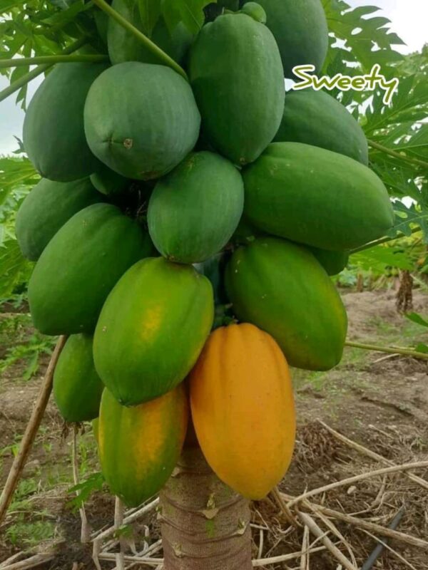 ৩ রকম পেপে বীজ কম্বো ( লাল,  হলুদ,  সবুজ পেঁপে বীজ )