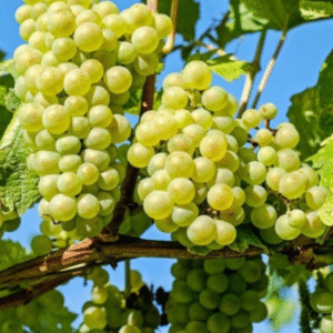 ২ প্যাকেট নিলে এক প্যাকেট সাম্মাম ফলের বীজ ফ্রী
